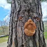 La Casa Degli Amici * Cossignano