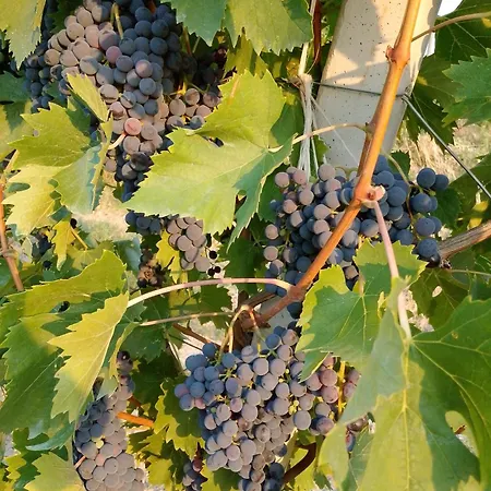 La Casa Degli Amici Farm stay Cossignano