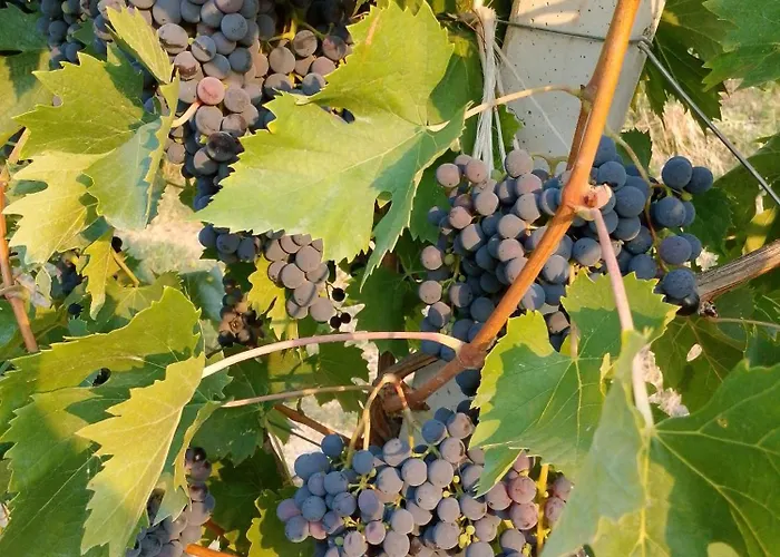 La Casa Degli Amici Çiftlik konaklama Cossignano